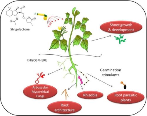 Roles of strigolactones in plant architecture