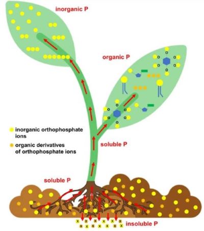 Fig.1 6-1-3-2-plant-phosphorus-elements-determination-1