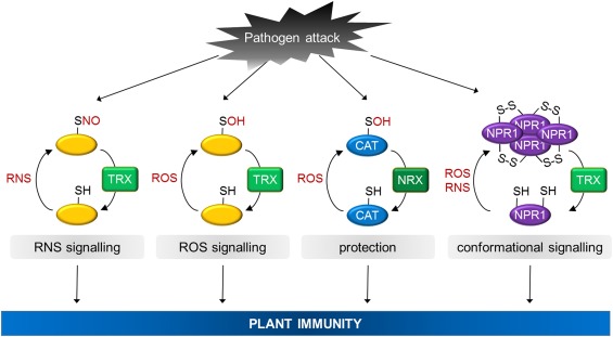  Fig. 1 Signaling and protective functions of TRX enzymes in plant immunity