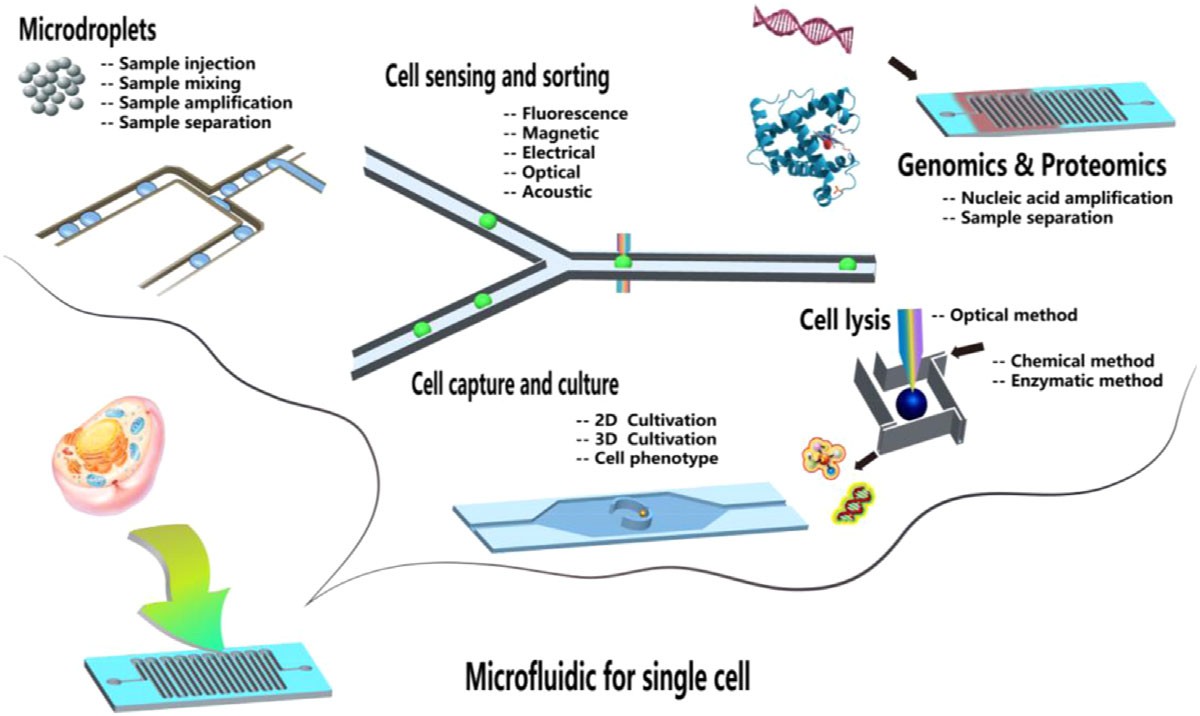 Fig. 1 Microfluidics applied to single cell